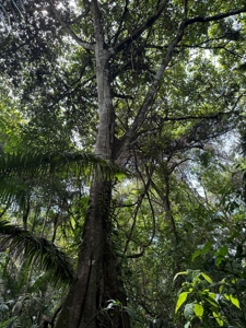 4HAS oceanfront land in Palenque, Colon - image 1