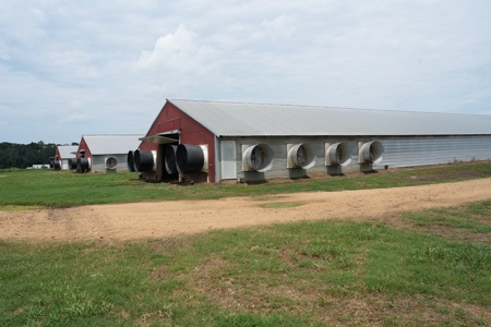 MS Poultry Broiler Farm 10 House Turnkey With High Income - image 11