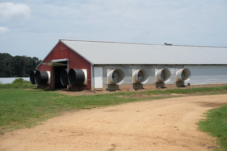 MS Poultry Broiler Farm 10 House Turnkey With High Income - image 17