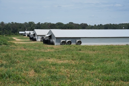 MS Poultry Broiler Farm 10 House Turnkey With High Income - image 38