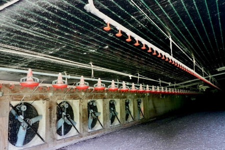 MS Poultry Broiler Farm 10 House Turnkey With High Income - image 6