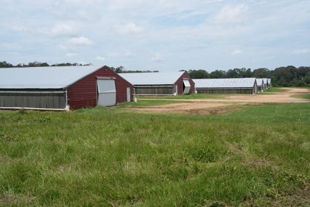 MS Poultry Broiler Farm 10 House Turnkey With High Income - image 23