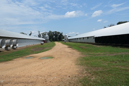 MS Poultry Broiler Farm 10 House Turnkey With High Income - image 12