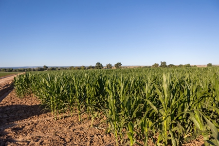 Olathe Irrigated Farm Land For Sale in Western Colorado - image 4