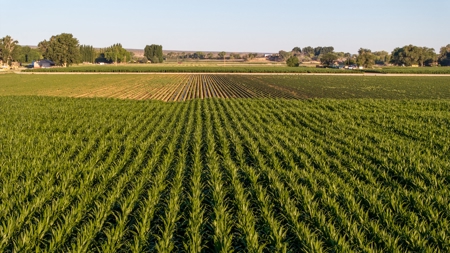 Olathe Irrigated Farm Land For Sale in Western Colorado - image 13