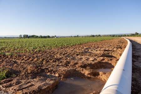 Olathe Irrigated Farm Land For Sale in Western Colorado - image 3