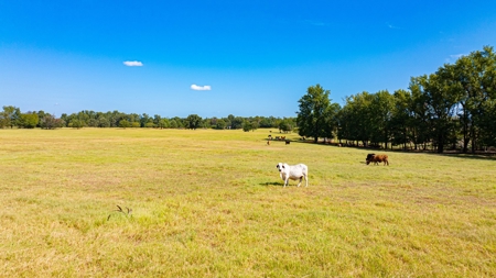 50 Acres 3Br-3Ba Brick - Horse Stalls Working Pens Tack Room - image 49