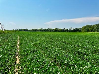Land for sale Dothan, AL - image 4