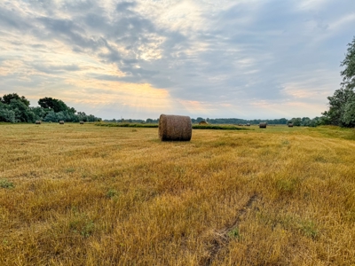 Whitetail Meadows - image 15