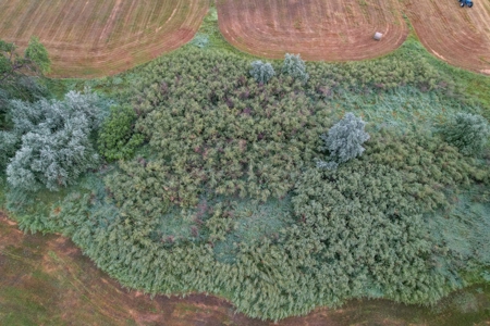 Whitetail Meadows - image 25