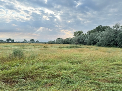 Whitetail Meadows - image 35