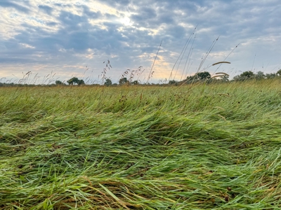 Whitetail Meadows - image 34