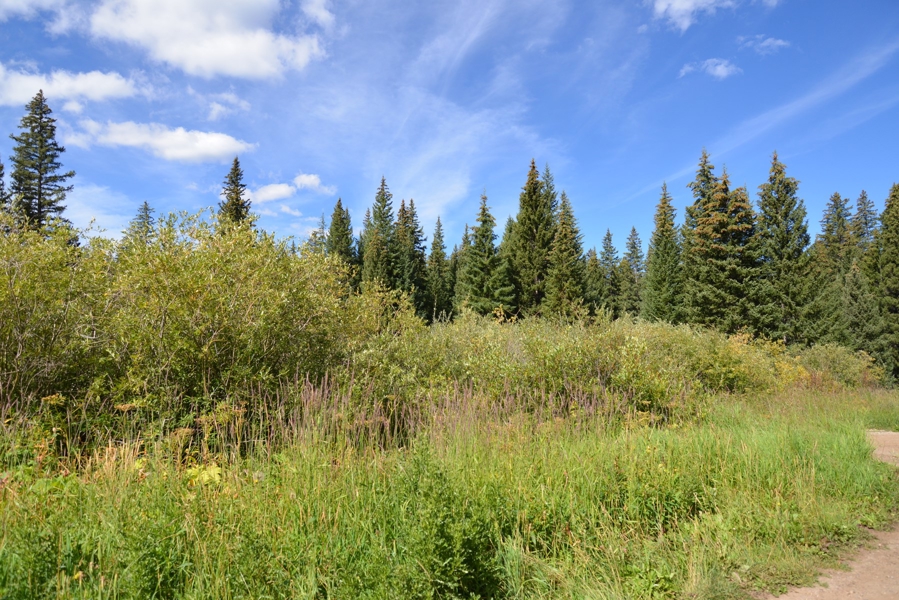 Colorado Mountain Lot