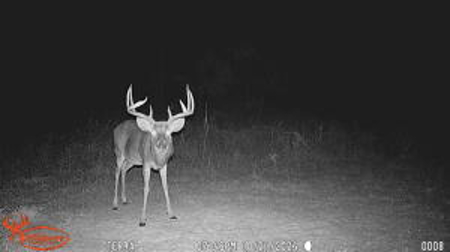 Custom Built Log Cabin and 57 Wooded Acres in Thayer MO - image 48