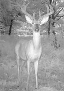 Custom Built Log Cabin and 57 Wooded Acres in Thayer MO - image 47