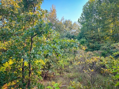 Recreational Land Near Antlers Oklahoma - image 26