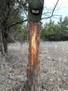 Killer Osage County, Kansas 147± Acres - image 9