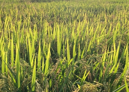 Row Crop Farm For Sale With Income In Clay County Arkansas - image 2