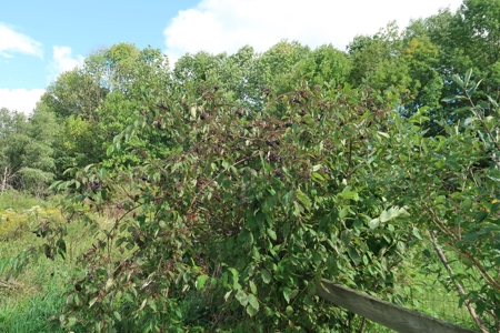 10 Acres with/5 stall barn in Bainbridge-Guilford District - image 14
