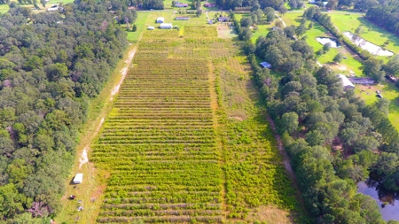 Profitable Blueberry Farm in Kountze, TX - image 24