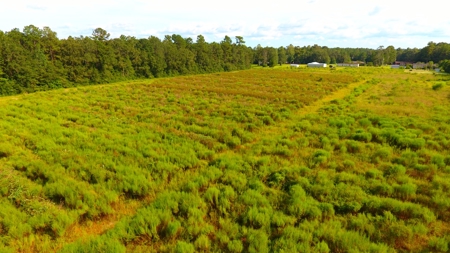 Profitable Blueberry Farm in Kountze, TX - image 22