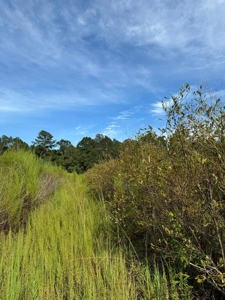 Profitable Blueberry Farm in Kountze, TX - image 4