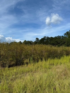 Profitable Blueberry Farm in Kountze, TX - image 5