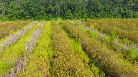 Profitable Blueberry Farm in Kountze, TX - image 18