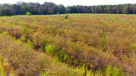 Profitable Blueberry Farm in Kountze, TX - image 19