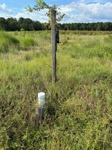 Profitable Blueberry Farm in Kountze, TX - image 2