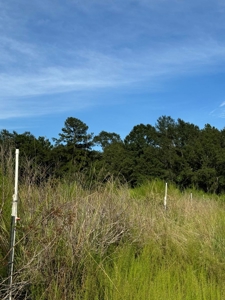 Profitable Blueberry Farm in Kountze, TX - image 3
