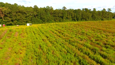 Profitable Blueberry Farm in Kountze, TX - image 21