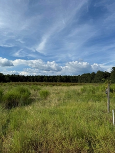 Profitable Blueberry Farm in Kountze, TX - image 7