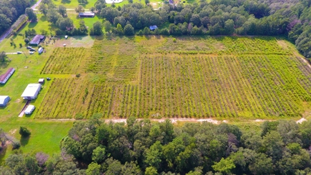 Profitable Blueberry Farm in Kountze, TX - image 25