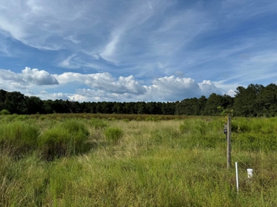 Profitable Blueberry Farm in Kountze, TX - image 6