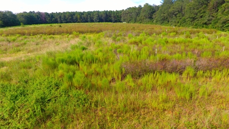 Profitable Blueberry Farm in Kountze, TX - image 20
