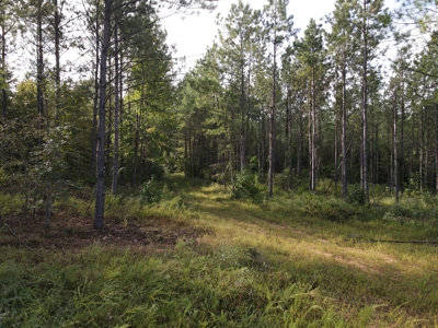 River Frontage on the Antoine River in Clark County, AR - image 47