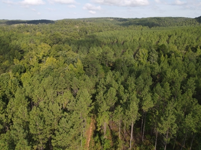 River Frontage on the Antoine River in Clark County, AR - image 15
