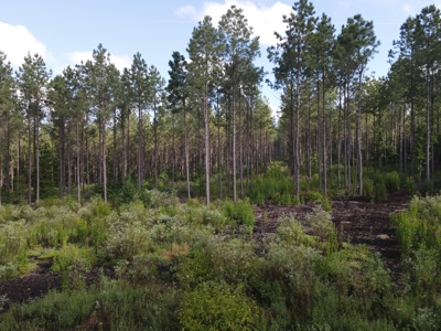 River Frontage on the Antoine River in Clark County, AR - image 10