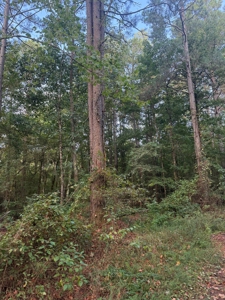 River Frontage on the Antoine River in Clark County, AR - image 48