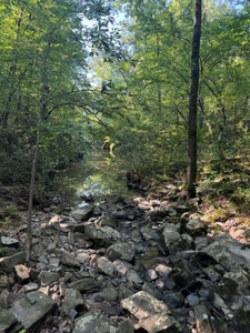 River Frontage on the Antoine River in Clark County, AR - image 7