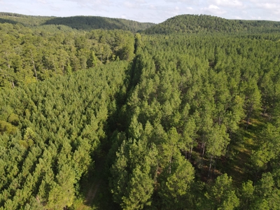 River Frontage on the Antoine River in Clark County, AR - image 19