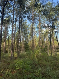 River Frontage on the Antoine River in Clark County, AR - image 44