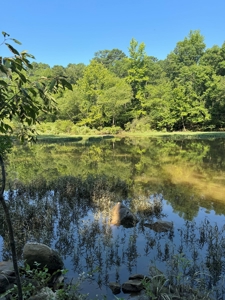 River Frontage on the Antoine River in Clark County, AR - image 1