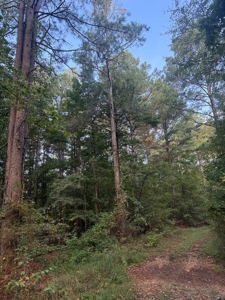 River Frontage on the Antoine River in Clark County, AR - image 43