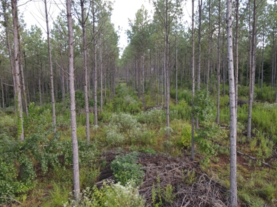 River Frontage on the Antoine River in Clark County, AR - image 40