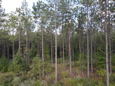 River Frontage on the Antoine River in Clark County, AR - image 41