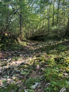 River Frontage on the Antoine River in Clark County, AR - image 6