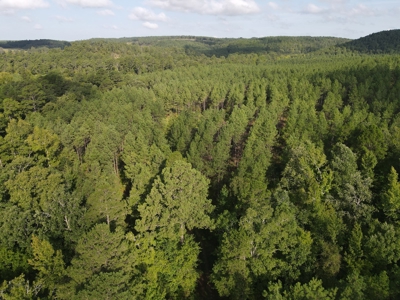 River Frontage on the Antoine River in Clark County, AR - image 14