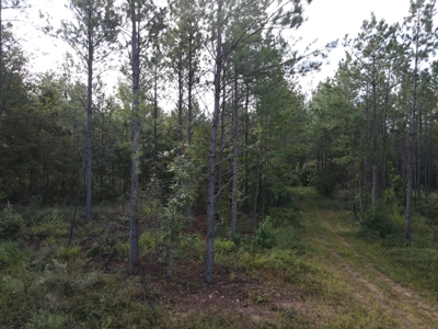 River Frontage on the Antoine River in Clark County, AR - image 9